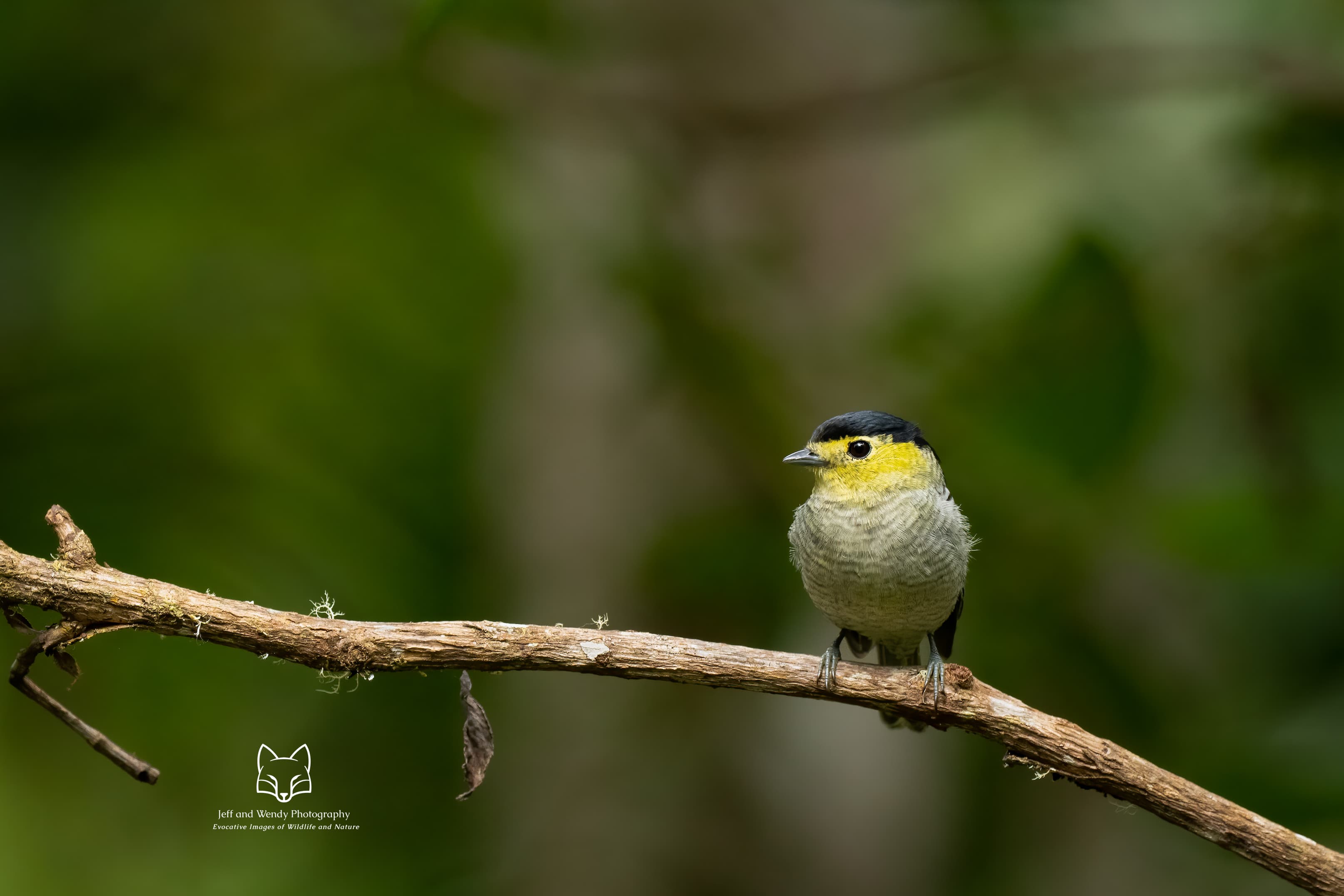 Barred Becard