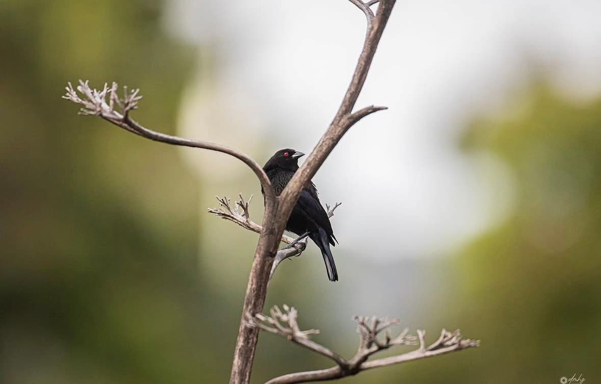 Mountain Thrush