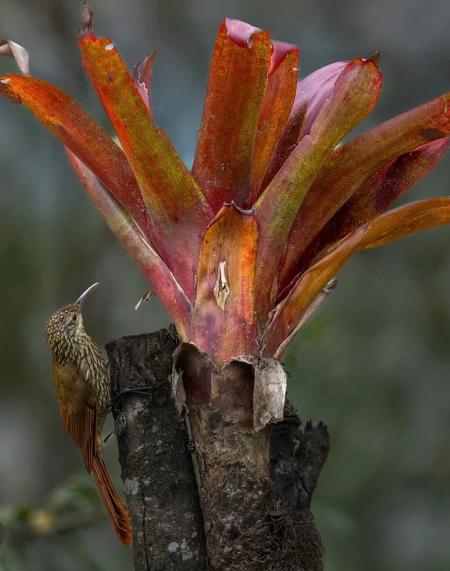 Woodcreeper on bromeliad