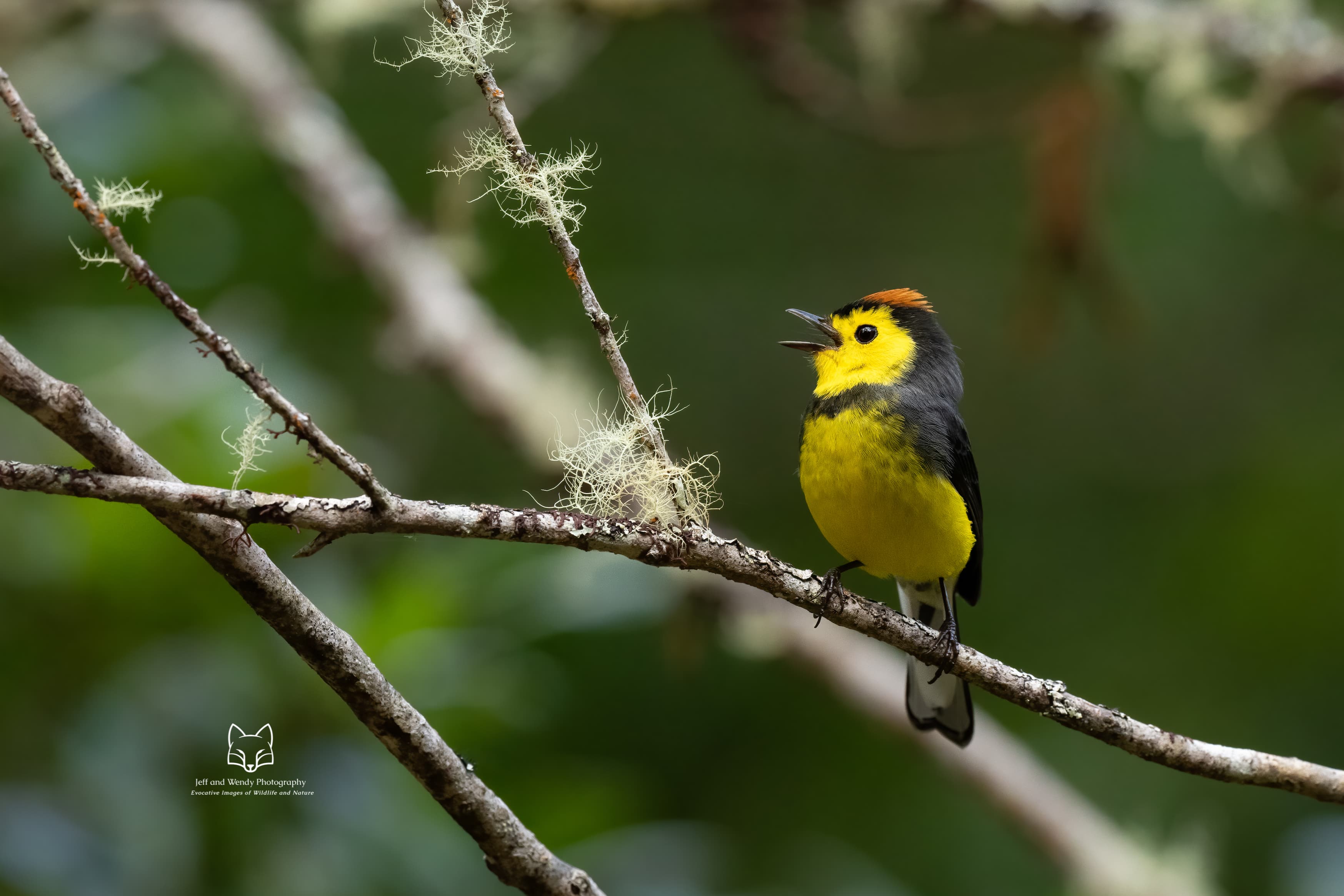 Singing Collared Redstart