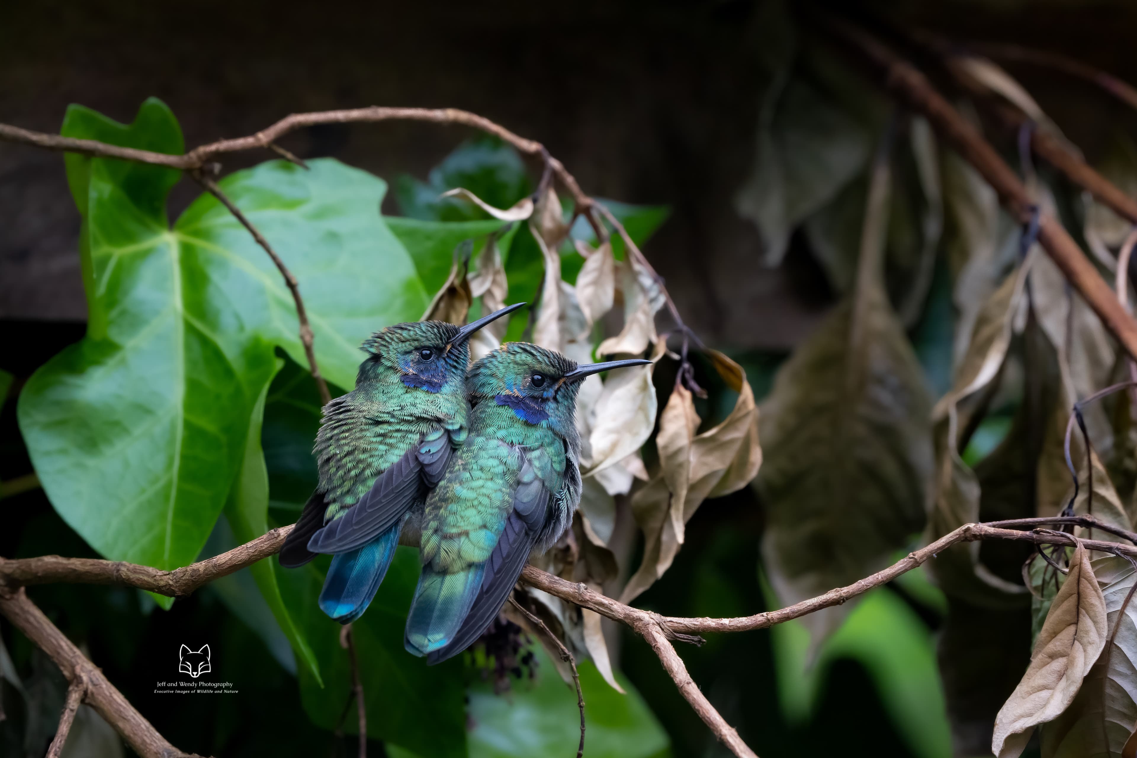 Two juvenile hummingbirds at Feathers Garden