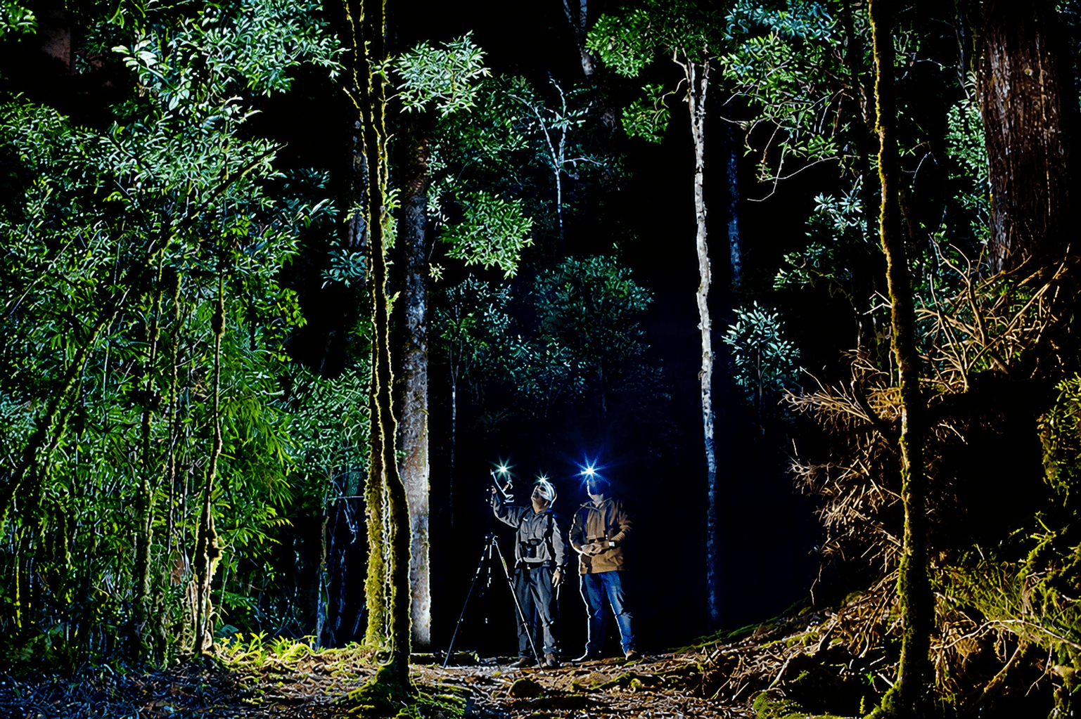 Birders with headlamps in the cloud forest at night