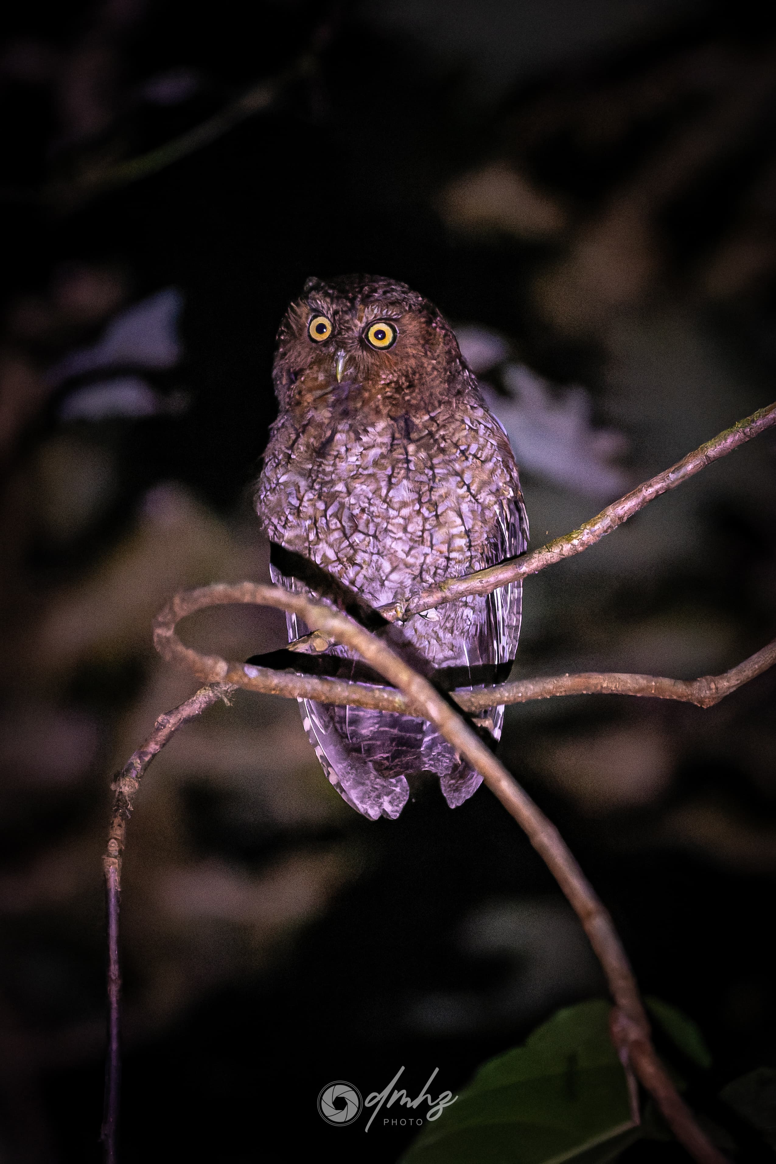Night Tour