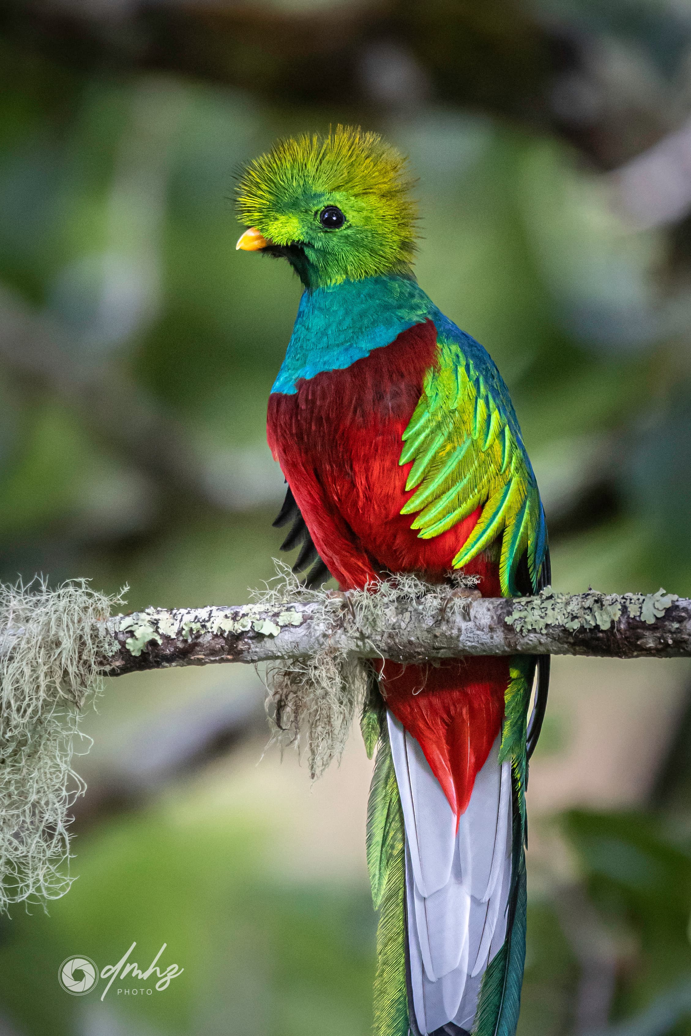 Quetzal in cloud forest