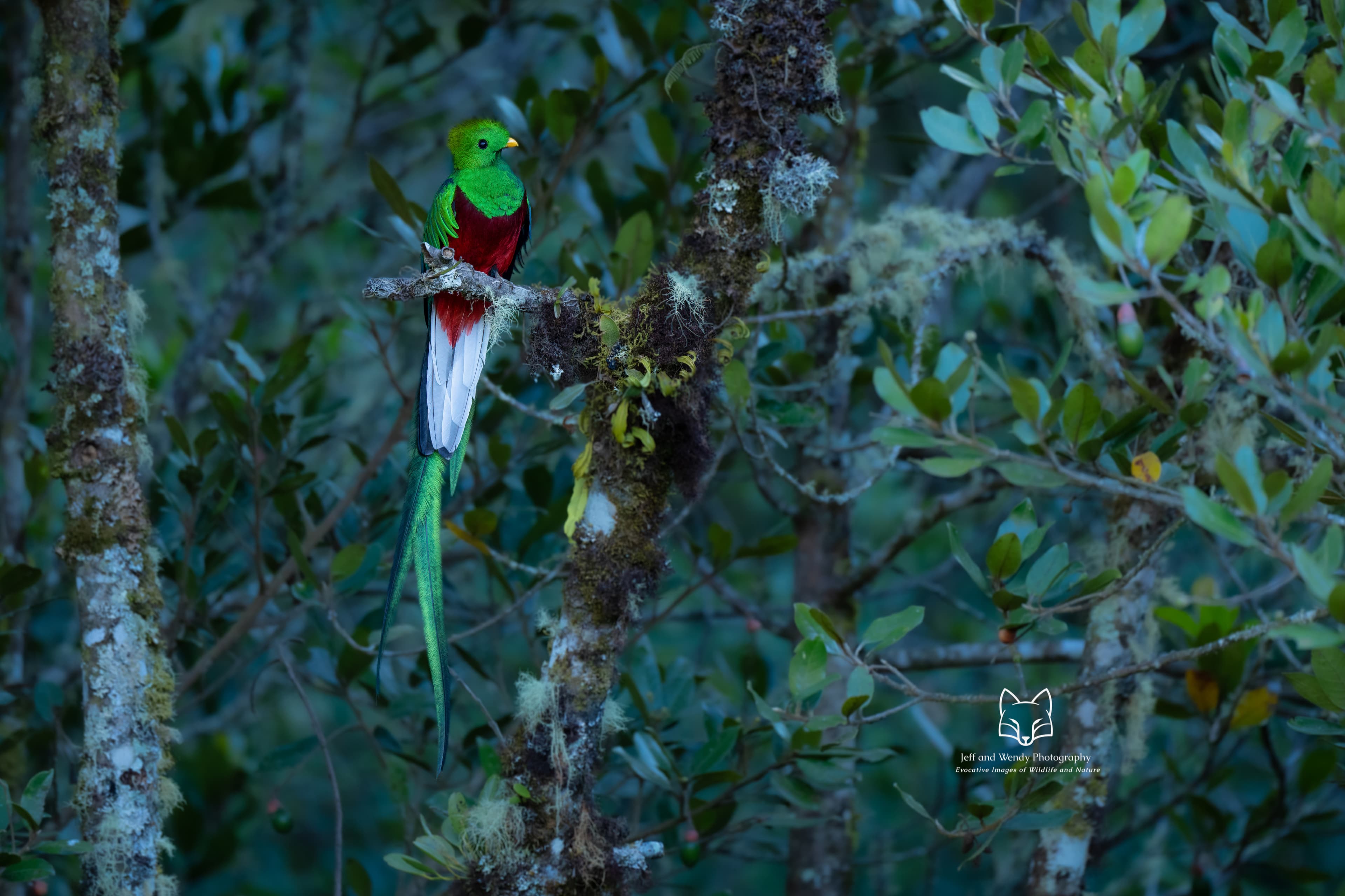 Resplendent Quetzal