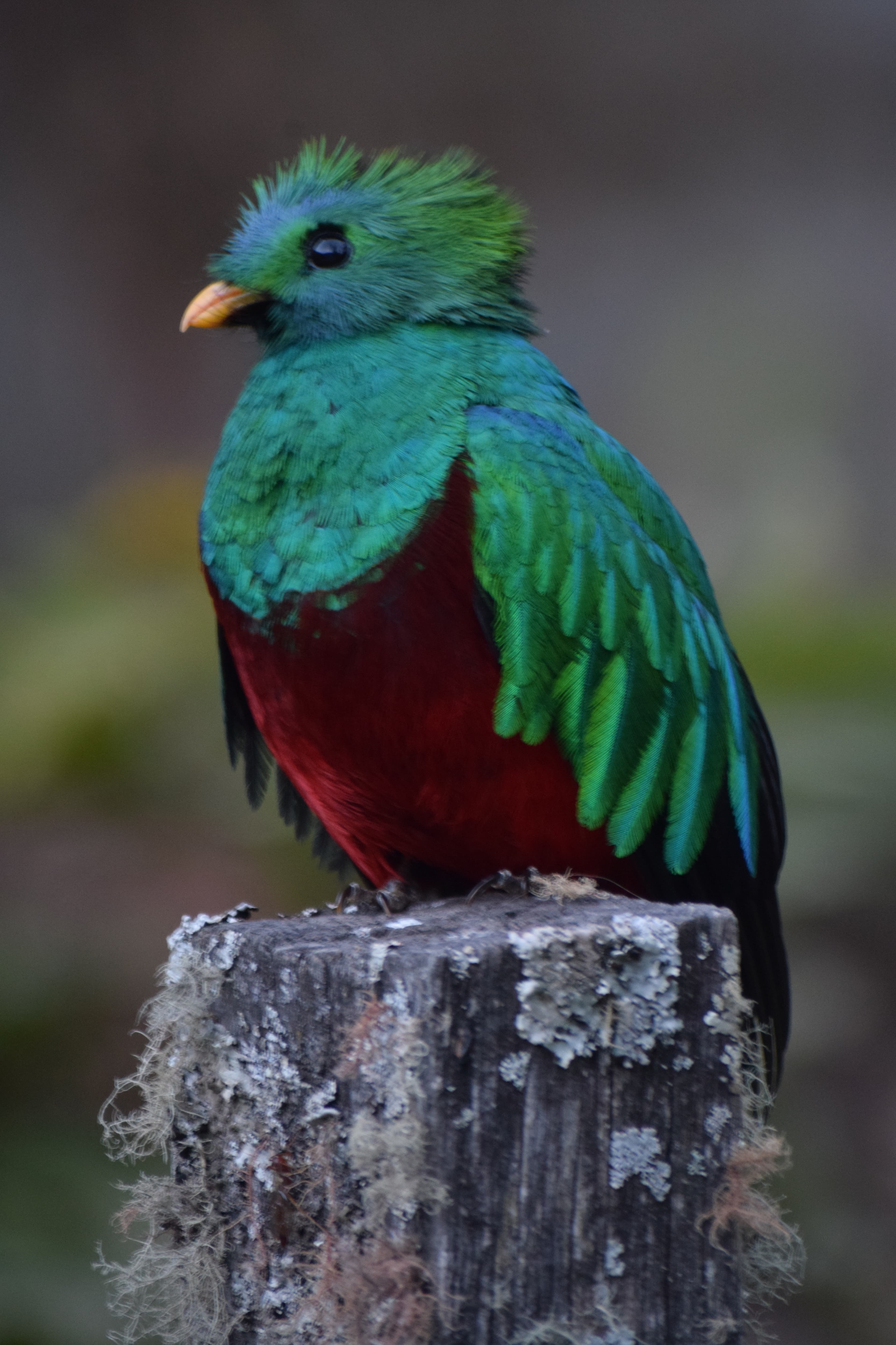 Quetzal in the Savegre Valley