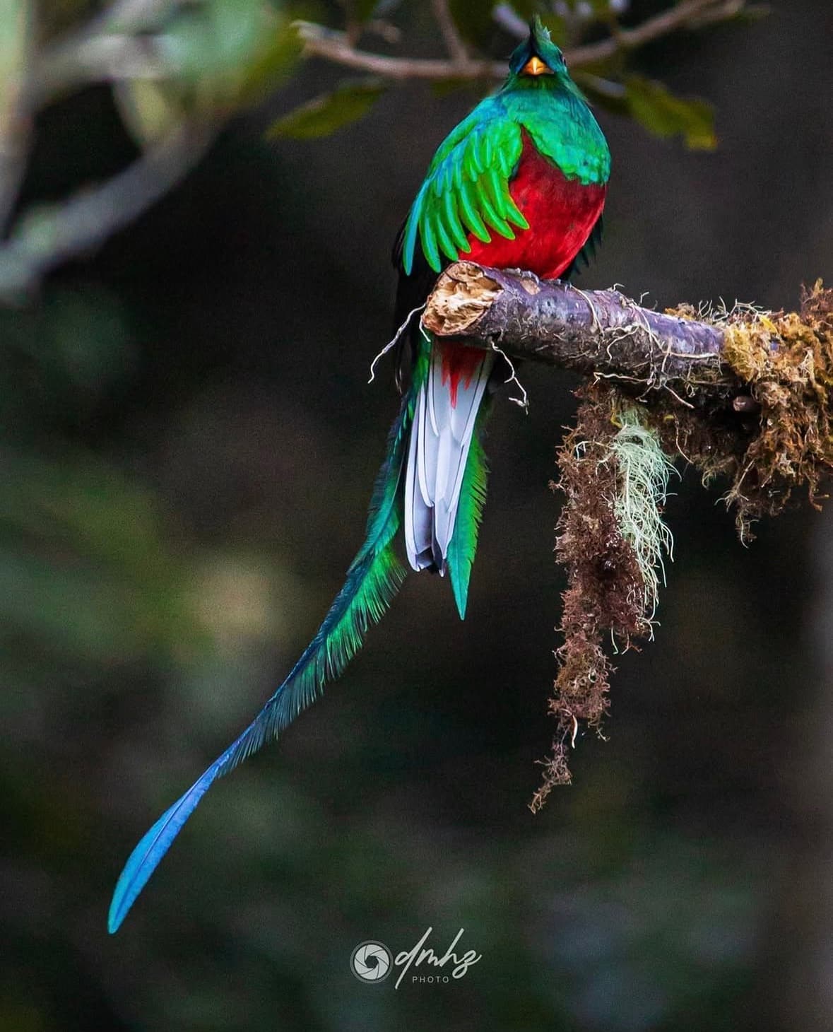 Quetzal with full tail on mossy branch