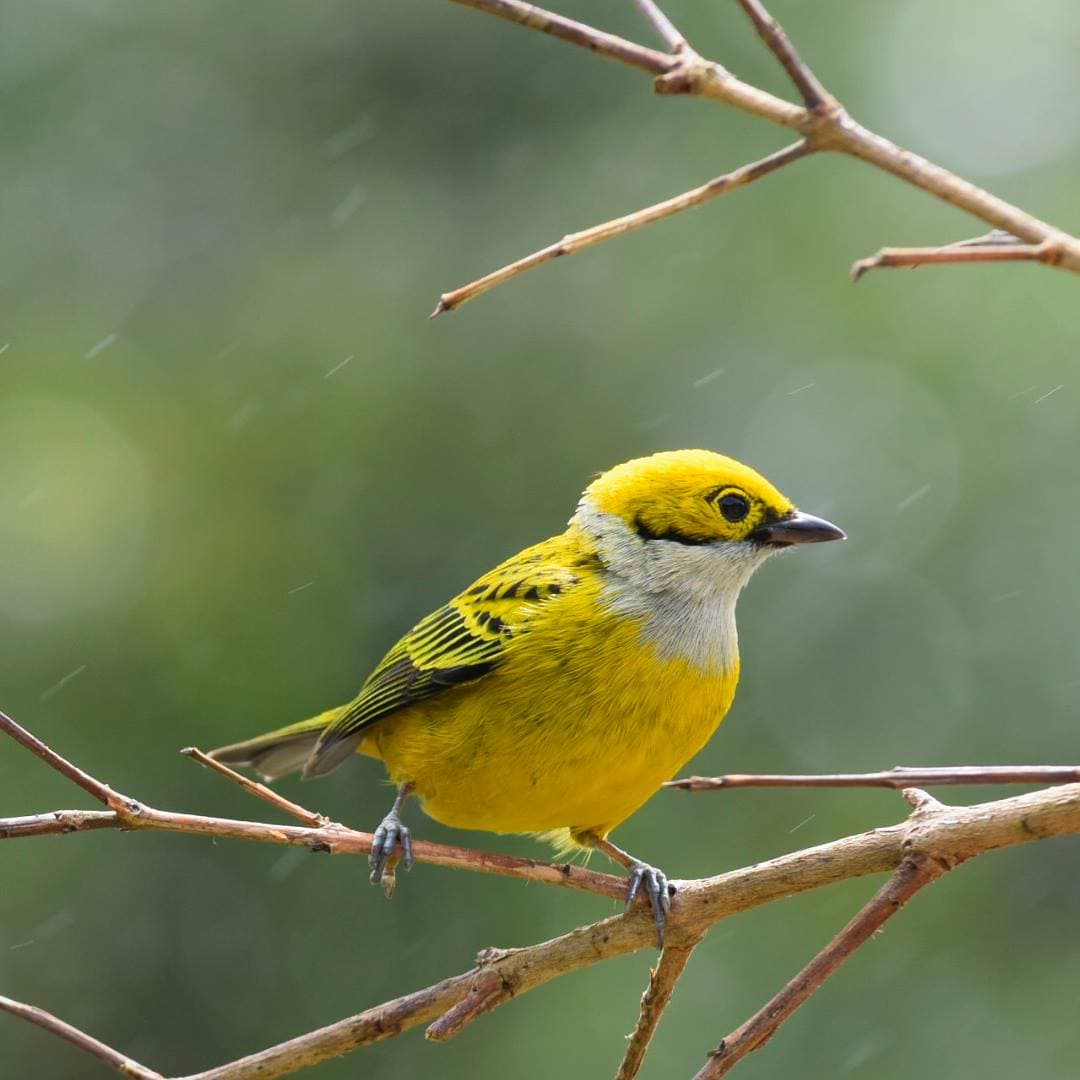 Golden-browed Chlorophonia